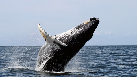 Humpback whale par Wwelles14 - Photo sous licence CC-BY - Wikimedia commons